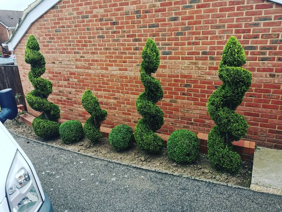 Crisply trimmed spiral and ball topiary