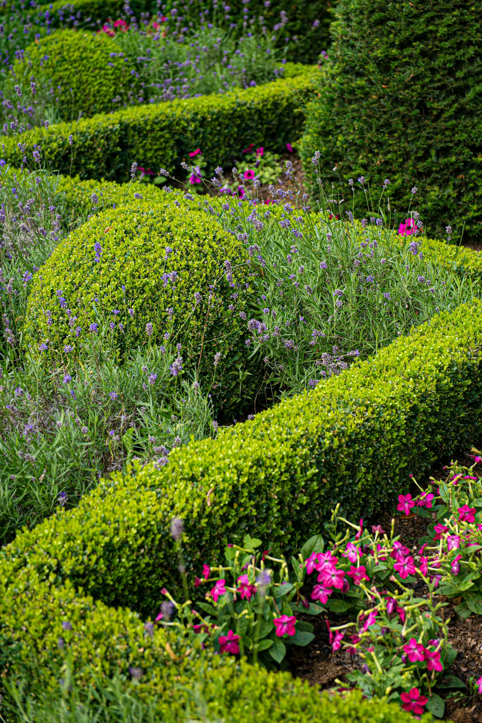 Rounded clipped box hedging among lavender and mixed flowering plants in a garden border