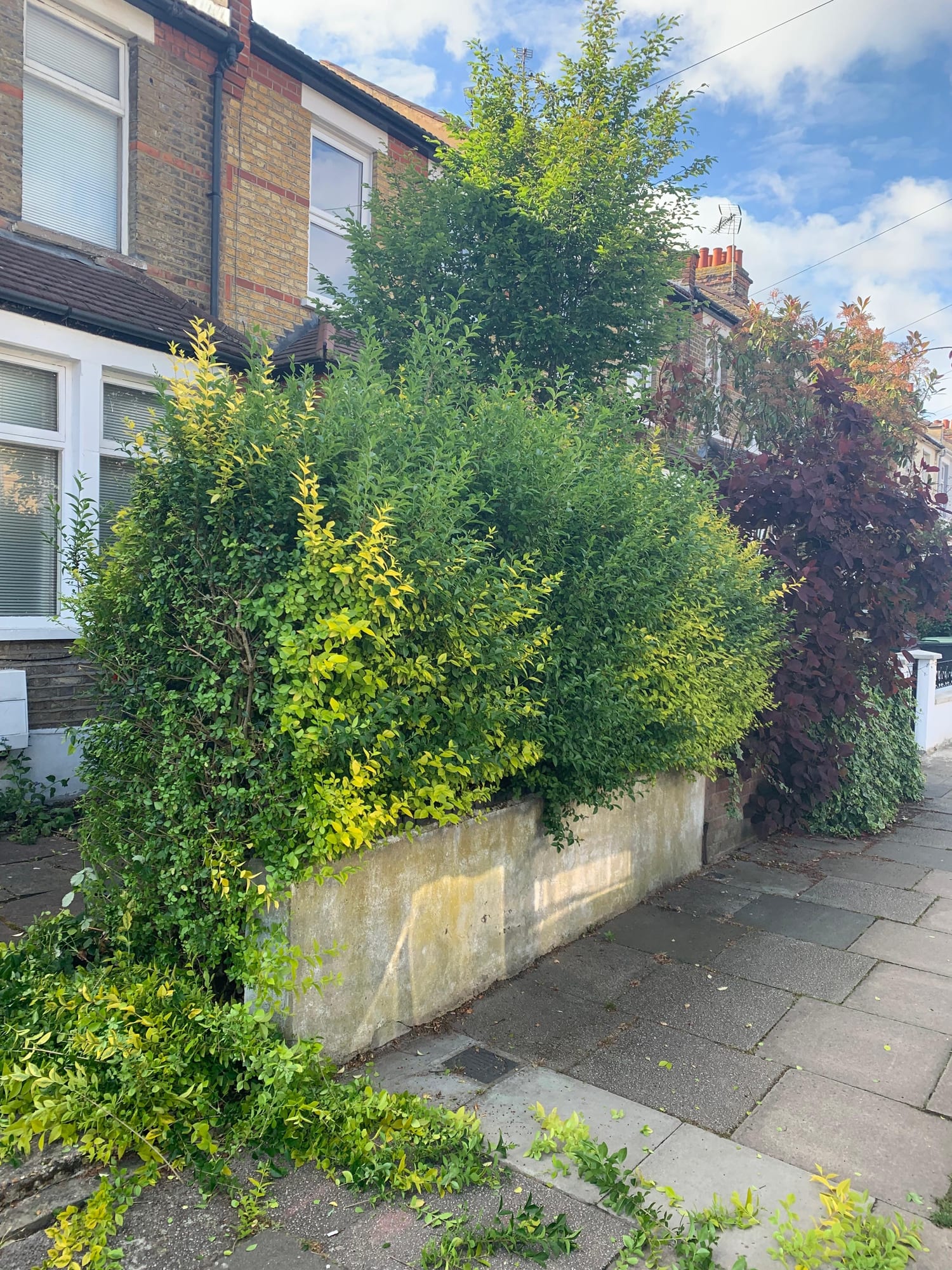 Overgrown front hedge spilling over a low wall outside a terraced house