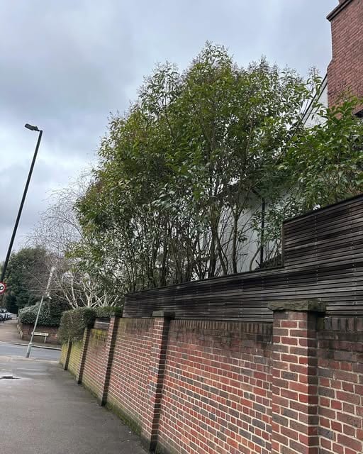 A trimmed tree line along a brick garden wall, viewed from a residential street on an overcast day