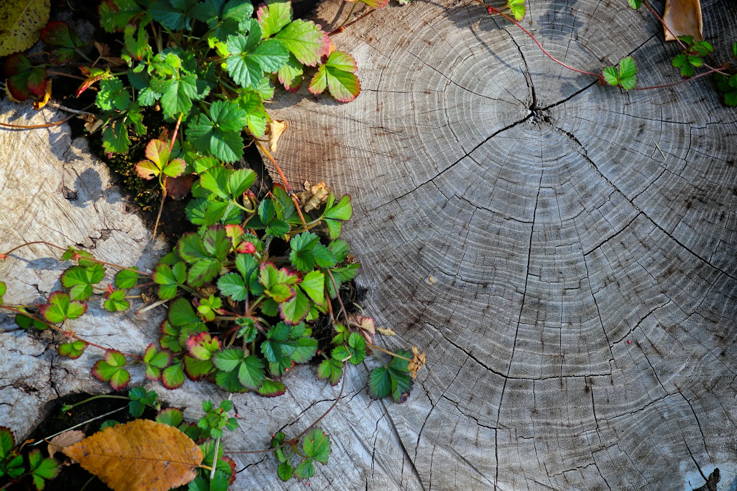 A weathered tree stump with its growth rings visible and wild strawberry plants growing beside it