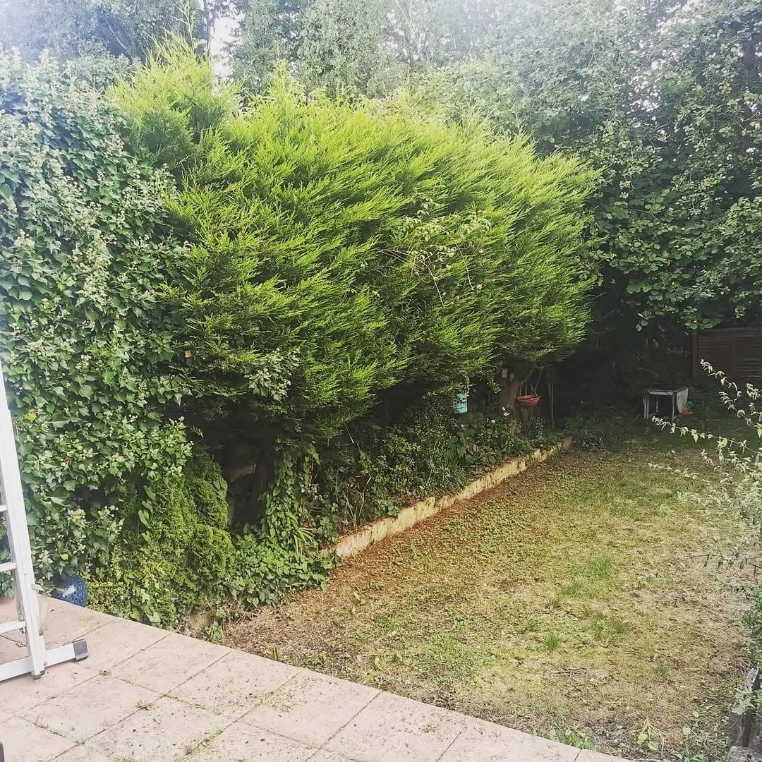 An overgrown ivy hedge boundary next to a lawn with dry, patchy grass and a ladder