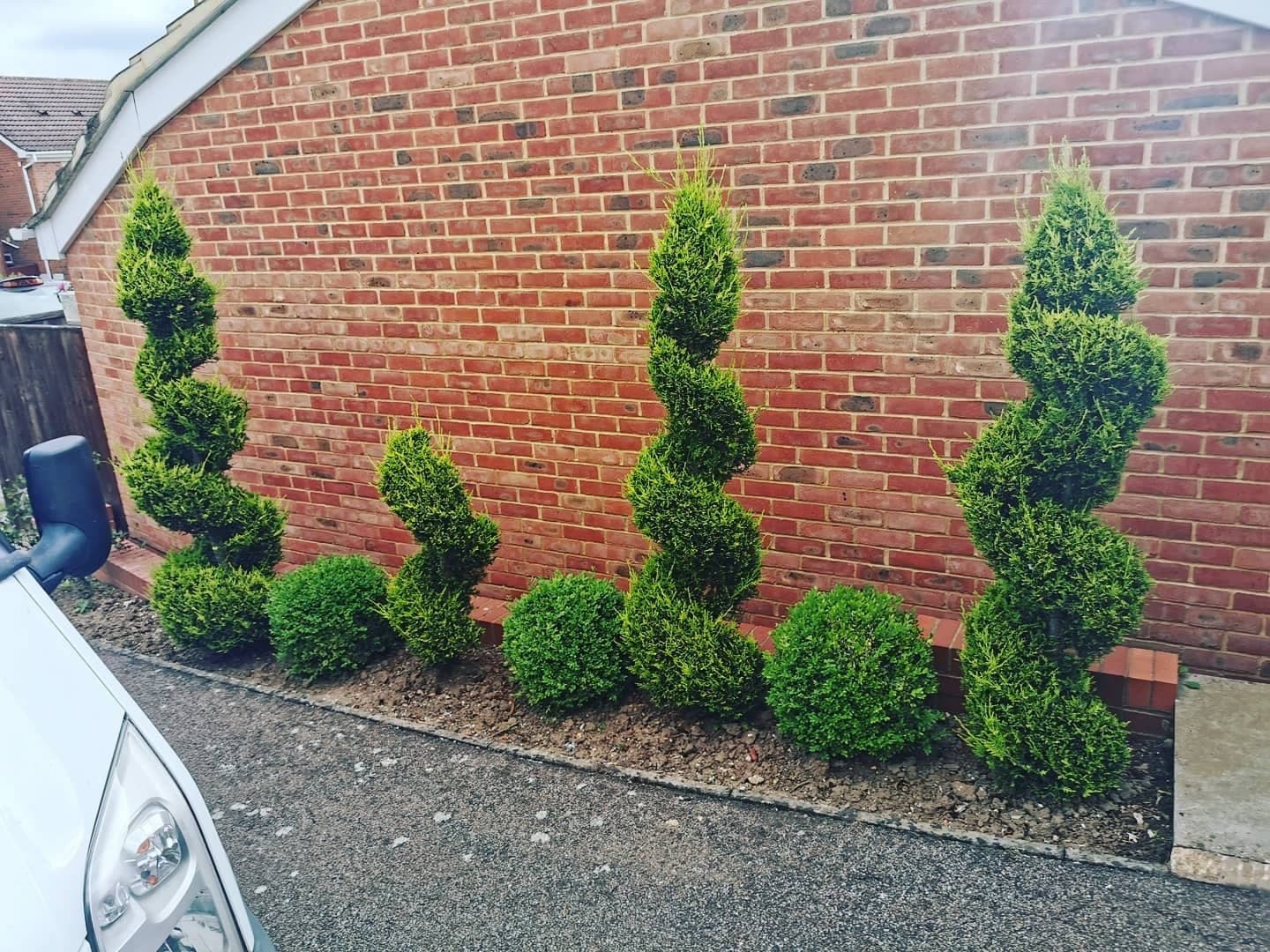Spiral and ball topiary before a trim, edges soft and overgrown