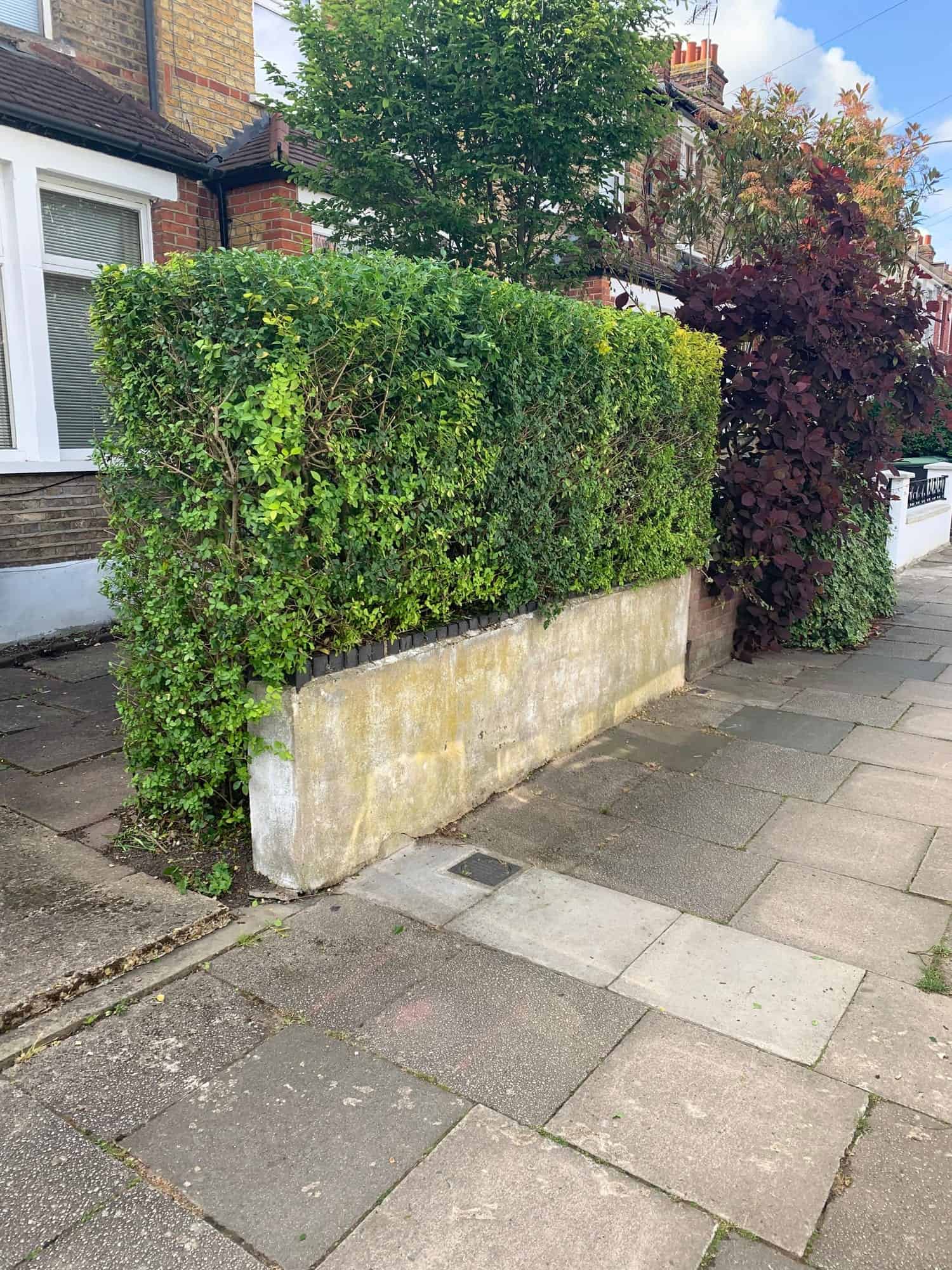 Neatly trimmed front hedge in a flat, level shape