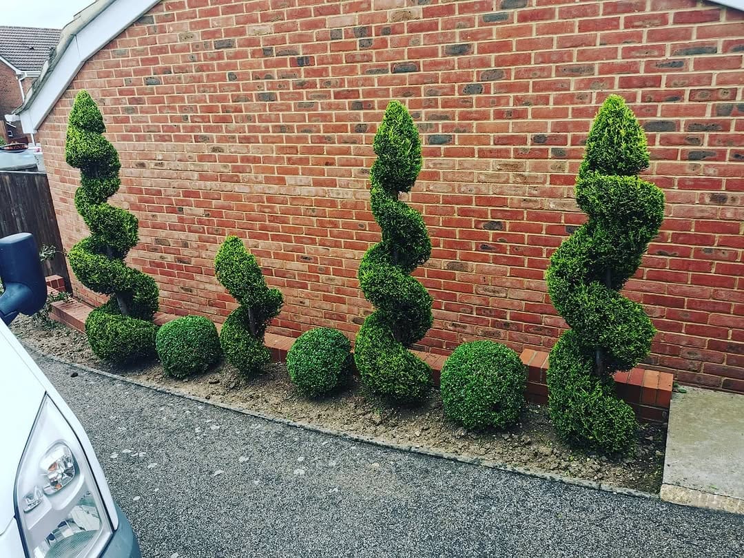 Topiary spirals and ball shrubs planted along a brick wall beside a driveway